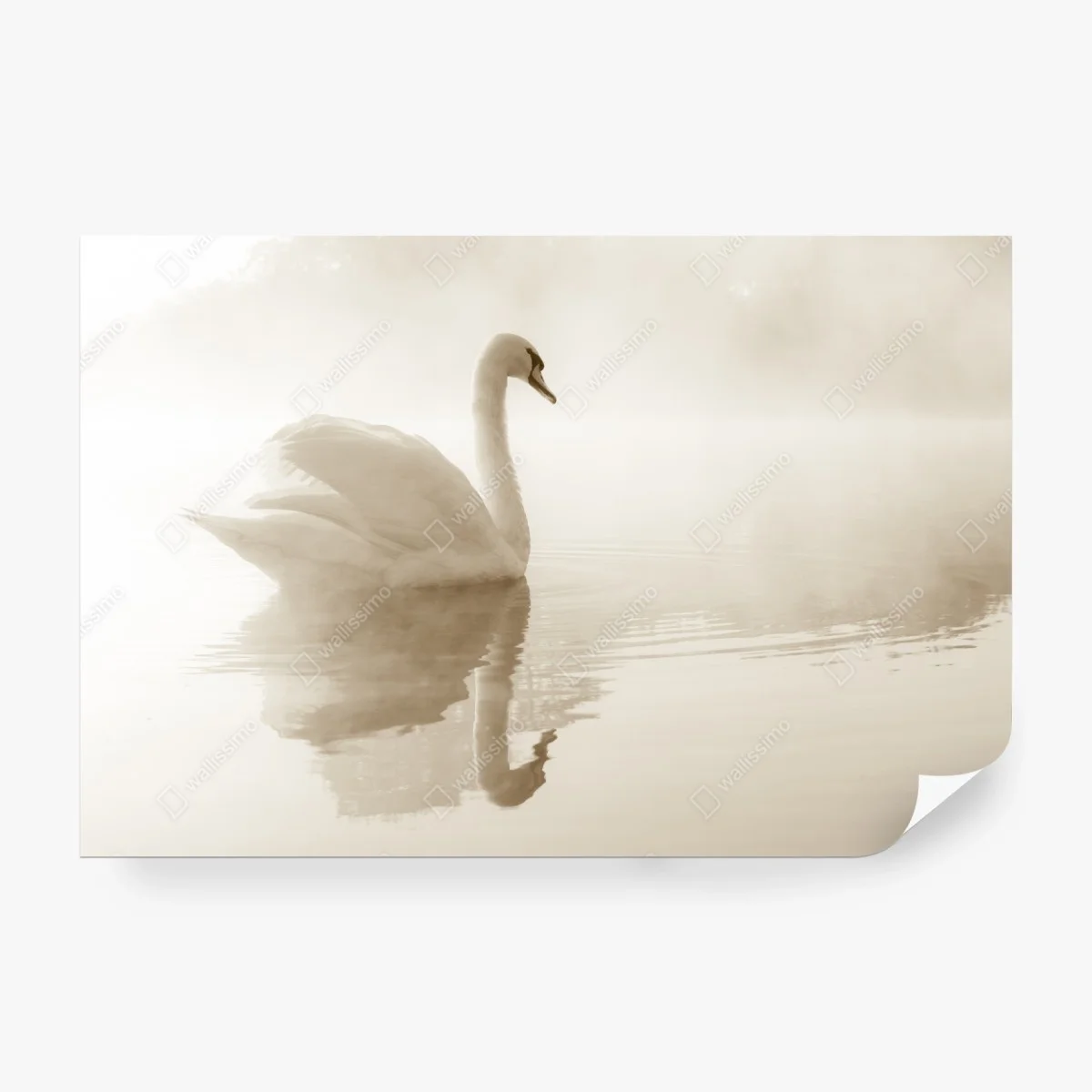 Fotomural cisne en la niebla matinal – Pixers®