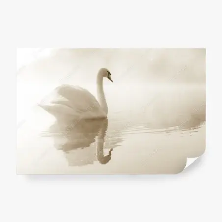 Fotomural cisne en la niebla matinal – Pixers®