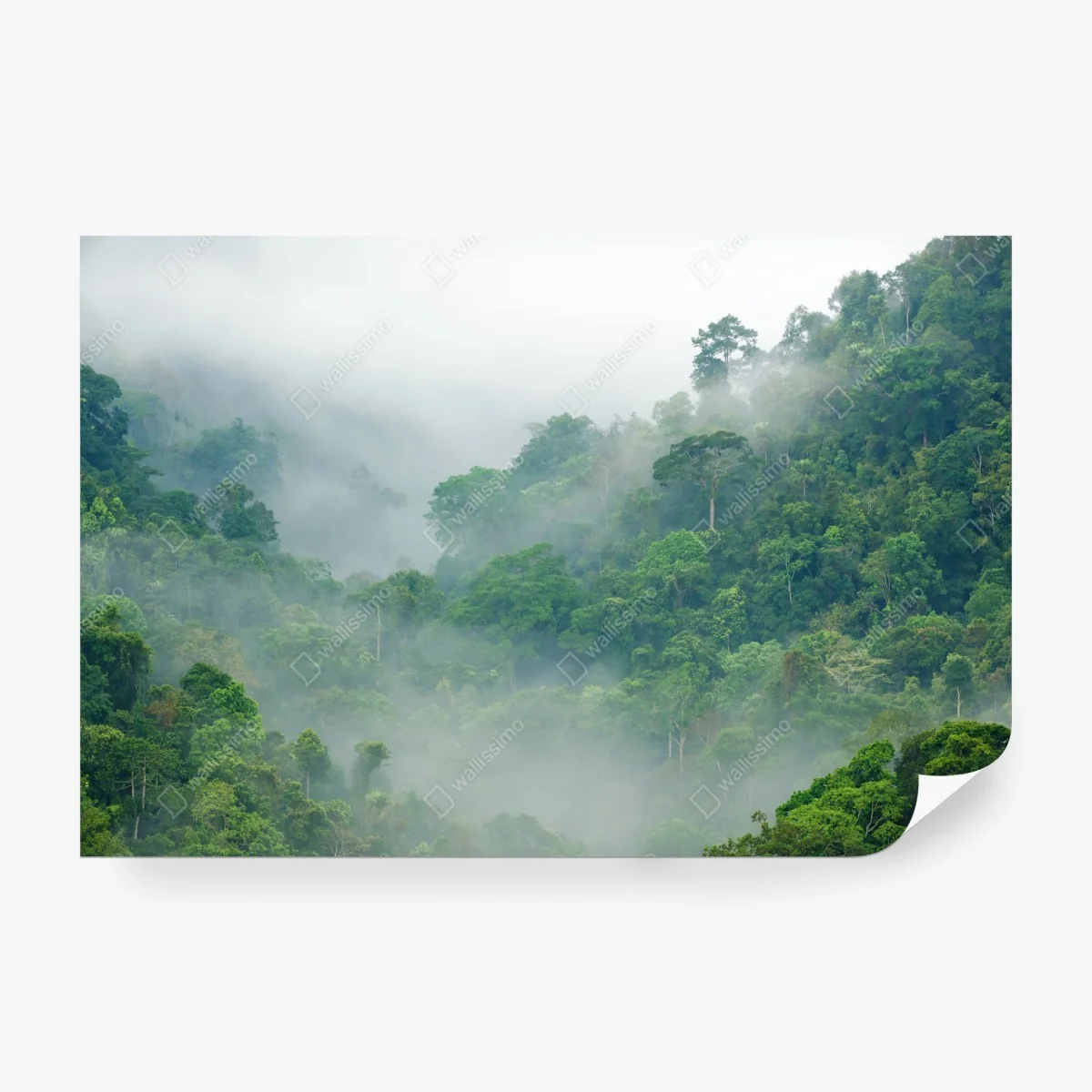 Fotomural niebla matinal en el bosque tropical de Kaeng Krachan – Pixers® Fotomural niebla matinal en el bosque tropical de Kaeng Krachan – Pixers®