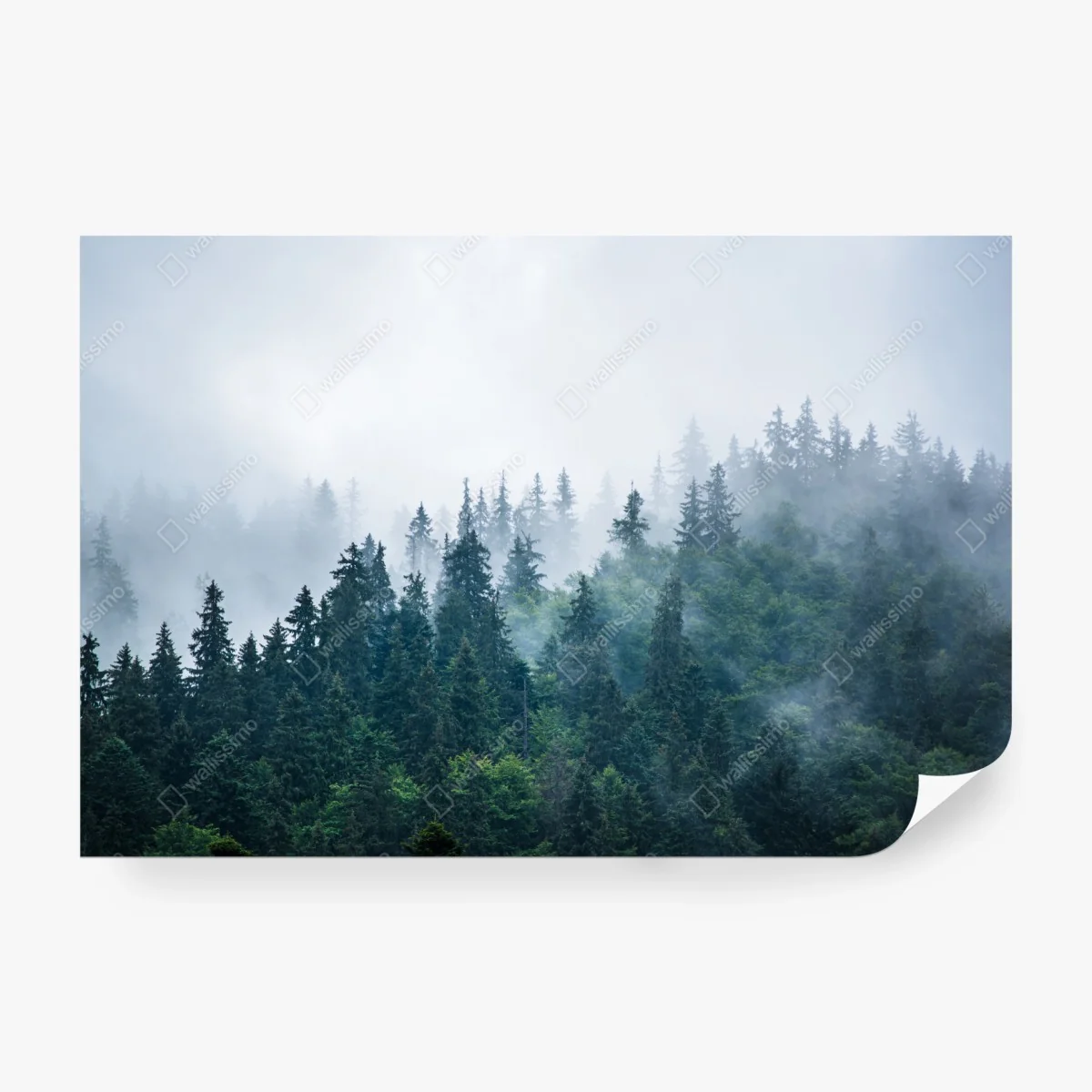 Fotomural bosque entre la niebla y los pinos – Pixers® Fotomural bosque entre la niebla y los pinos – Pixers®