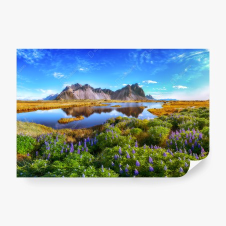 Fotomural lupinos frente a Stokksnes, Vestrahorn – Pixers®