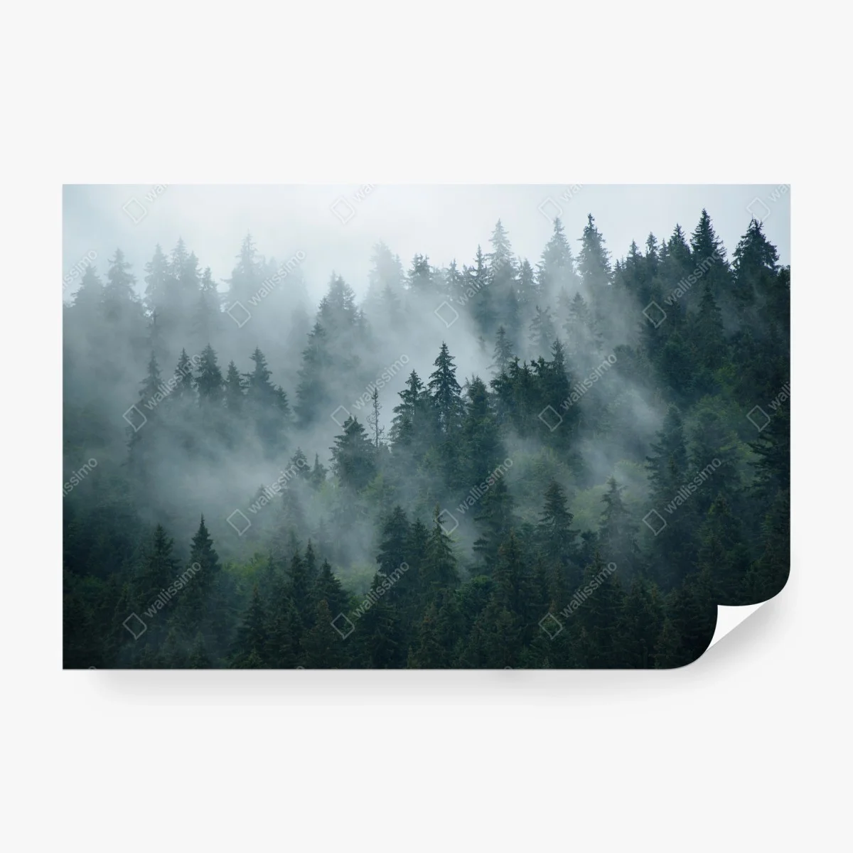 Fotomural bosque de niebla entre coníferas – Pixers® Fotomural bosque de niebla entre coníferas – Pixers®
