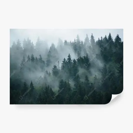 Fotomural bosque de niebla entre coníferas – Pixers®