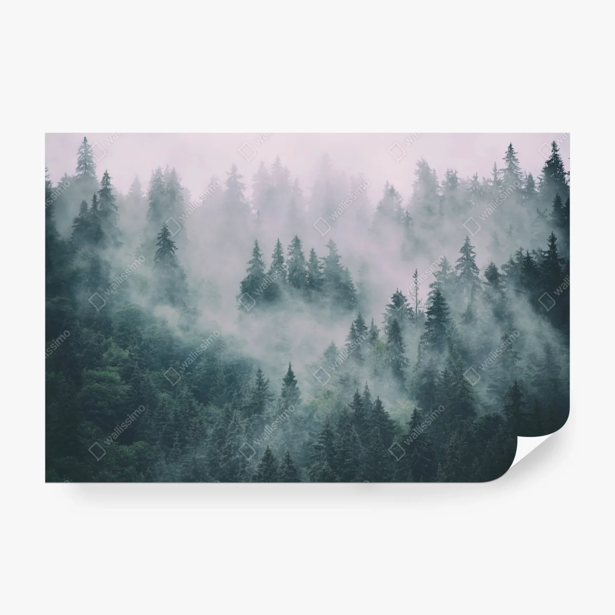 Fotomural bosque en la niebla, calma natural – Pixers®