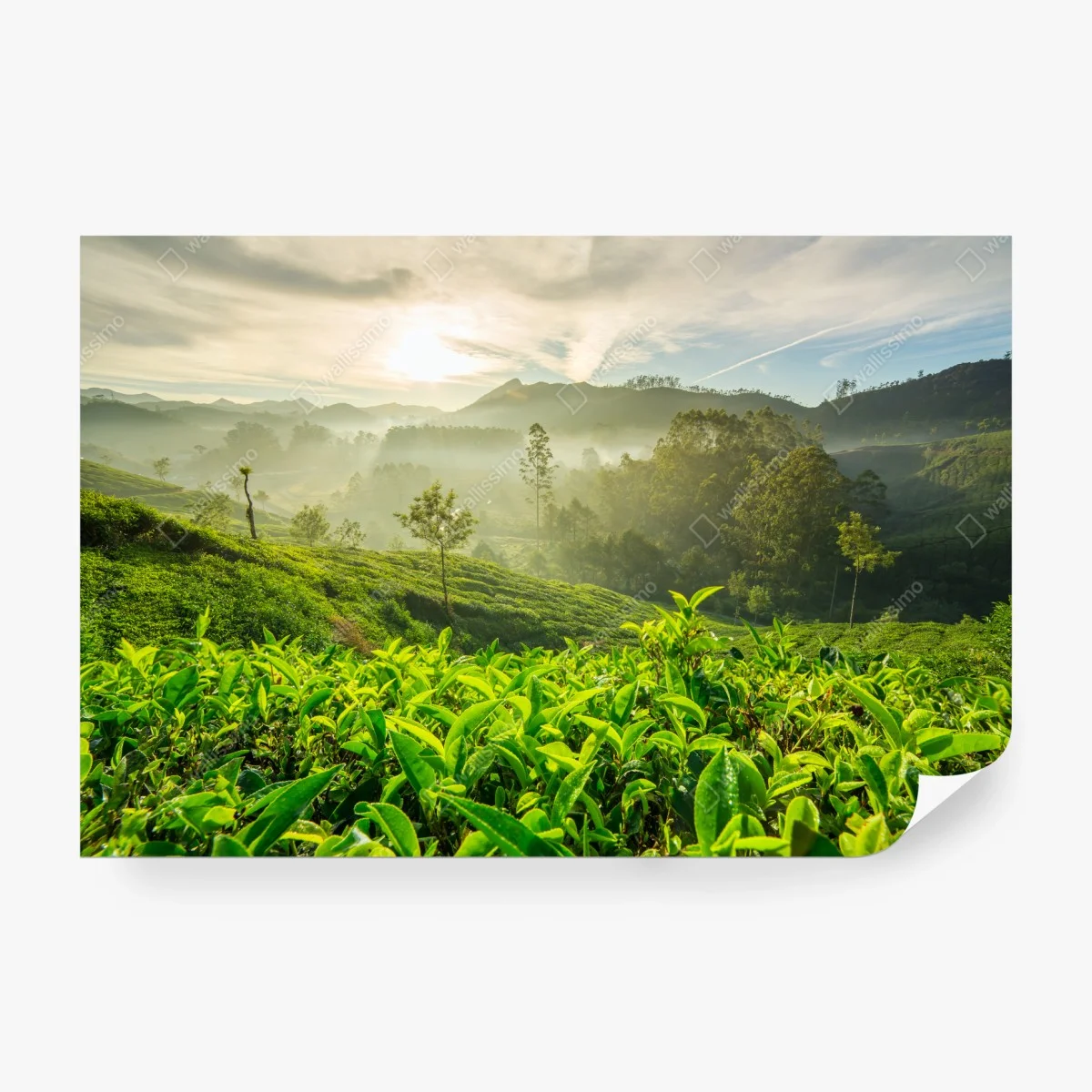 Fotomural amanecer sobre plantaciones de té en Munnar – Pixers® Fotomural amanecer sobre plantaciones de té en Munnar – Pixers®