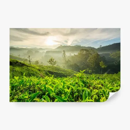 Fotomural amanecer sobre plantaciones de té en Munnar – Pixers®