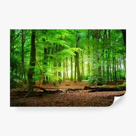 Fotomural bosque esmeralda iluminado – Pixers®