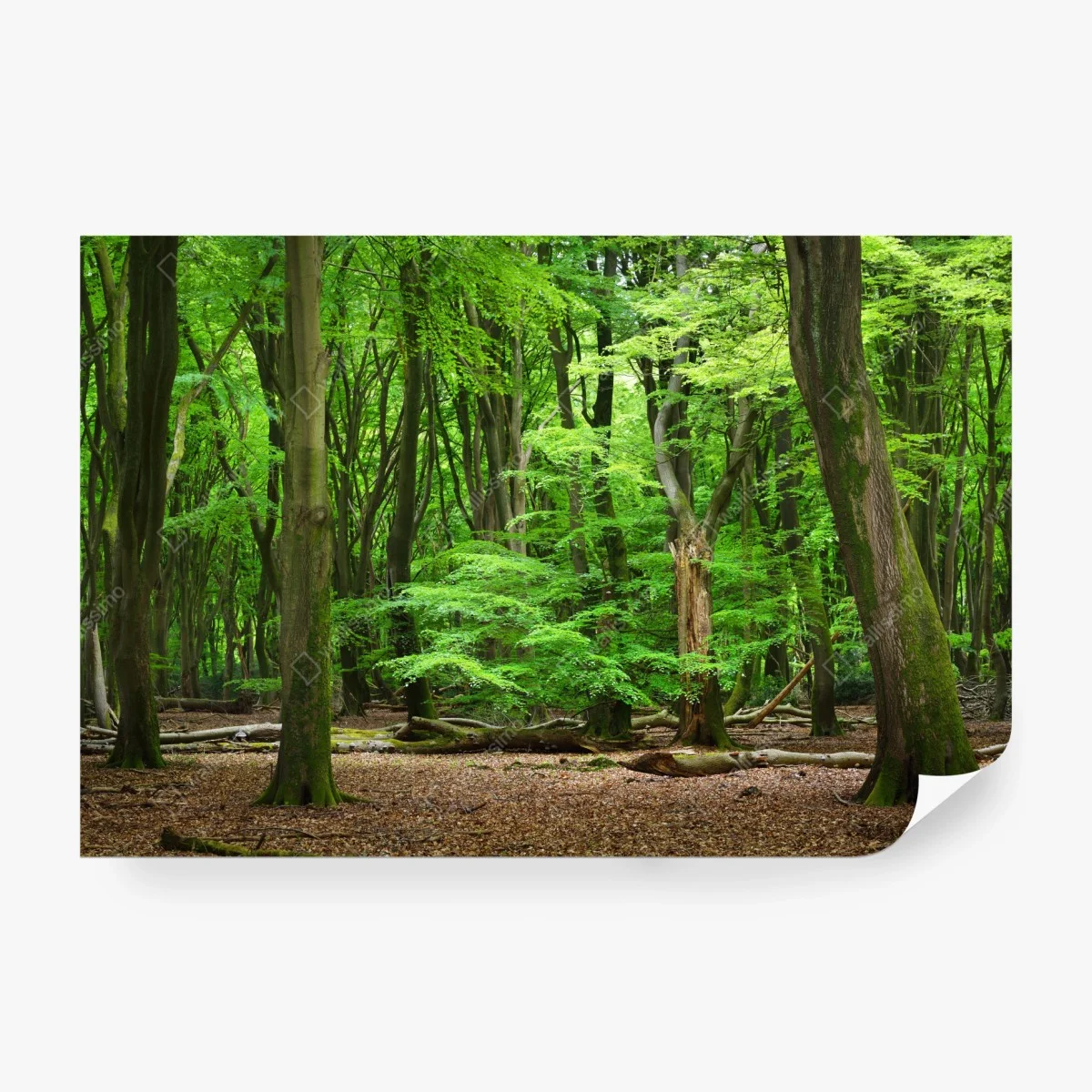 Fotomural refugio verde en el bosque – Pixers® Fotomural refugio verde en el bosque – Pixers®