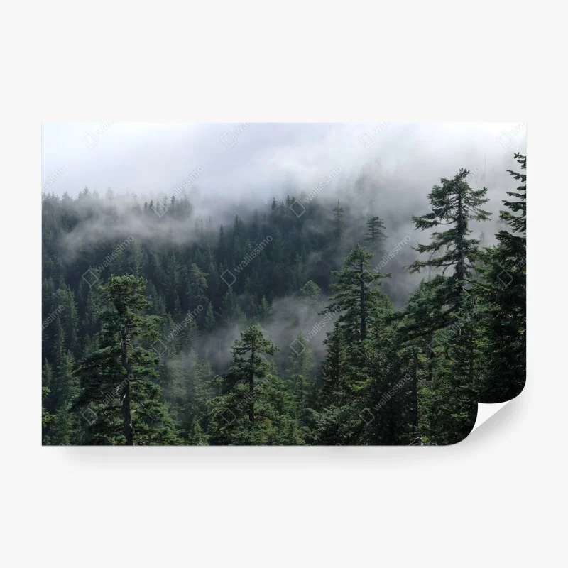 Fotomural paisaje brumoso de Larch Mount, Oregon