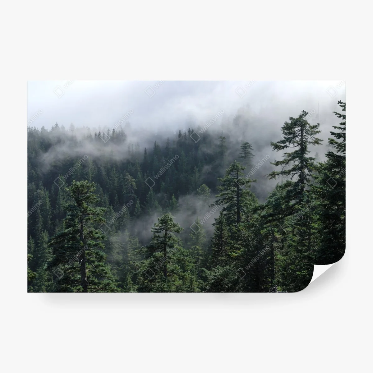 Fotomural paisaje brumoso de Larch Mount, Oregon – Pixers® Fotomural paisaje brumoso de Larch Mount, Oregon – Pixers®