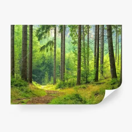 Fotomural sendero sereno en bosque de pinos – Pixers®