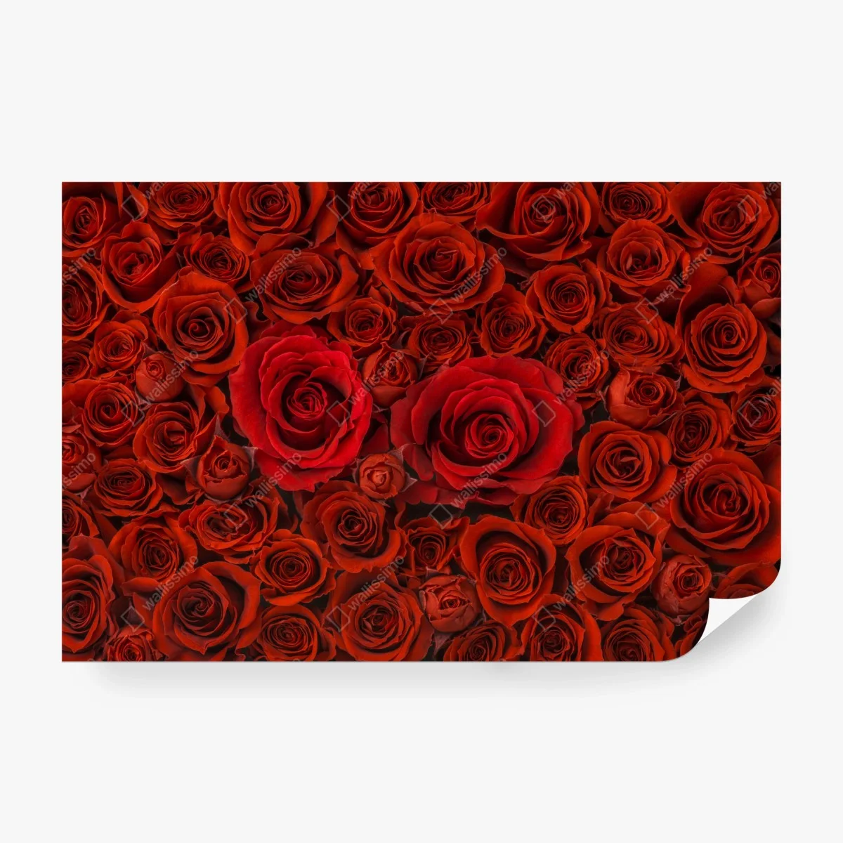 Fotomural composición de rosas rojas – Pixers® Fotomural composición de rosas rojas – Pixers®