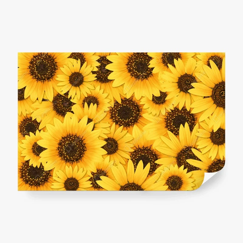 Fotomural mosaico de girasoles radiantes