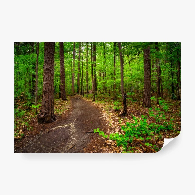 Fotomural sendero verde en el bosque – Pixers® Fotomural sendero verde en el bosque – Pixers®