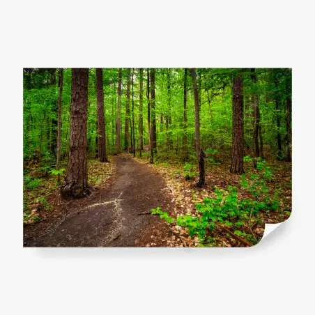 Fotomural sendero verde en el bosque – Pixers®
