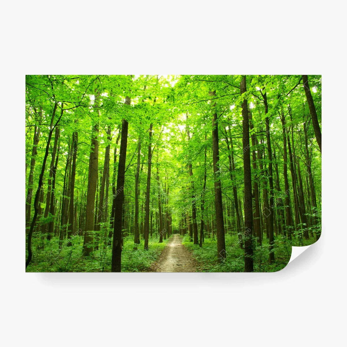 Fotomural sendero sereno en bosque verde – Pixers® Fotomural sendero sereno en bosque verde – Pixers®