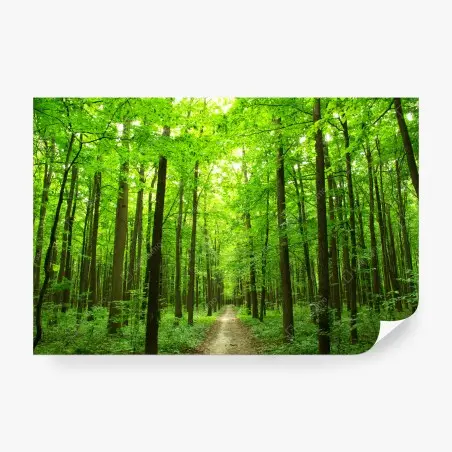 Fotomural sendero sereno en bosque verde – Pixers®