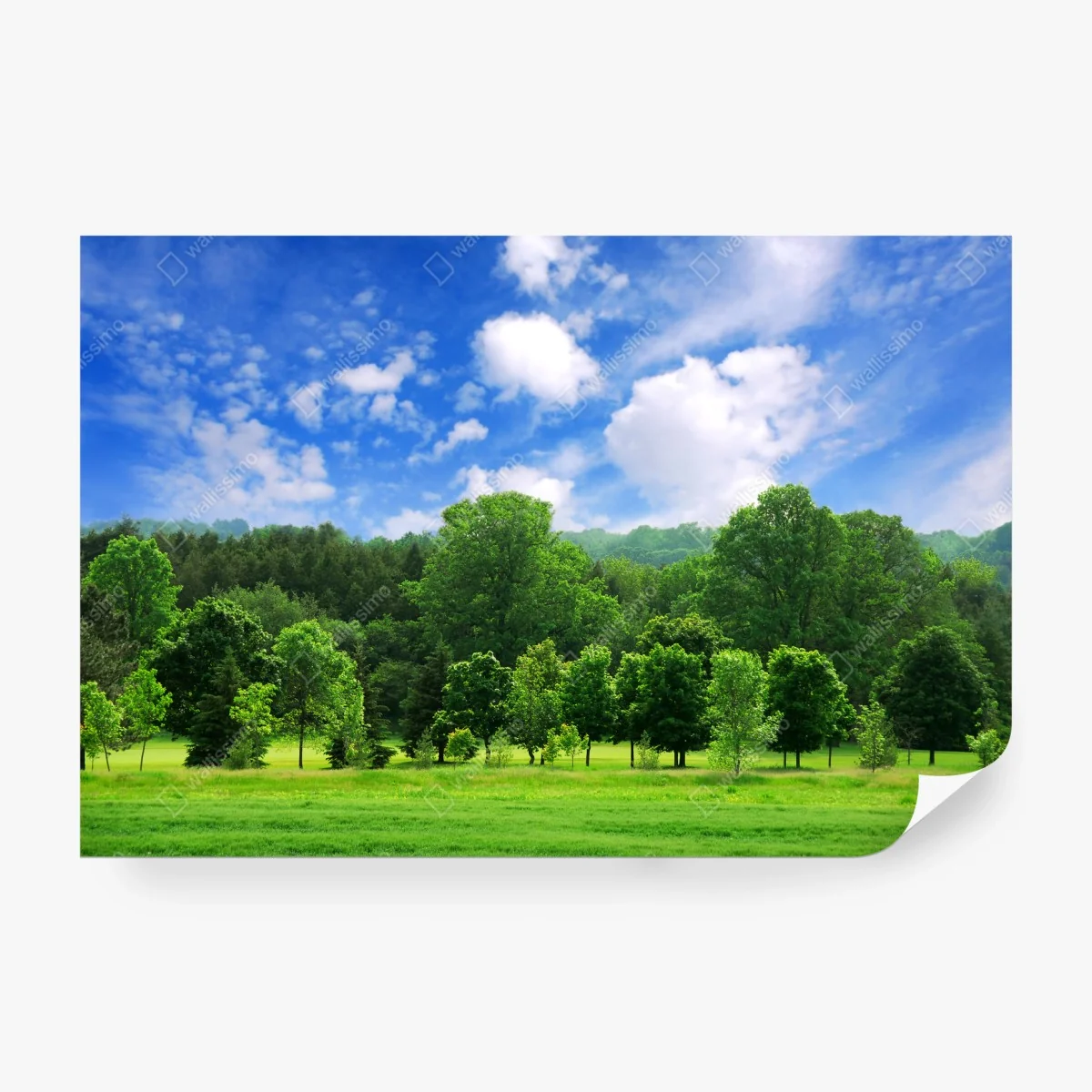 Fotomural paisaje de bosque verde en verano – Pixers® Fotomural paisaje de bosque verde en verano – Pixers®