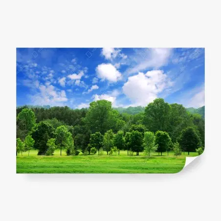 Fotomural paisaje de bosque verde en verano – Pixers®
