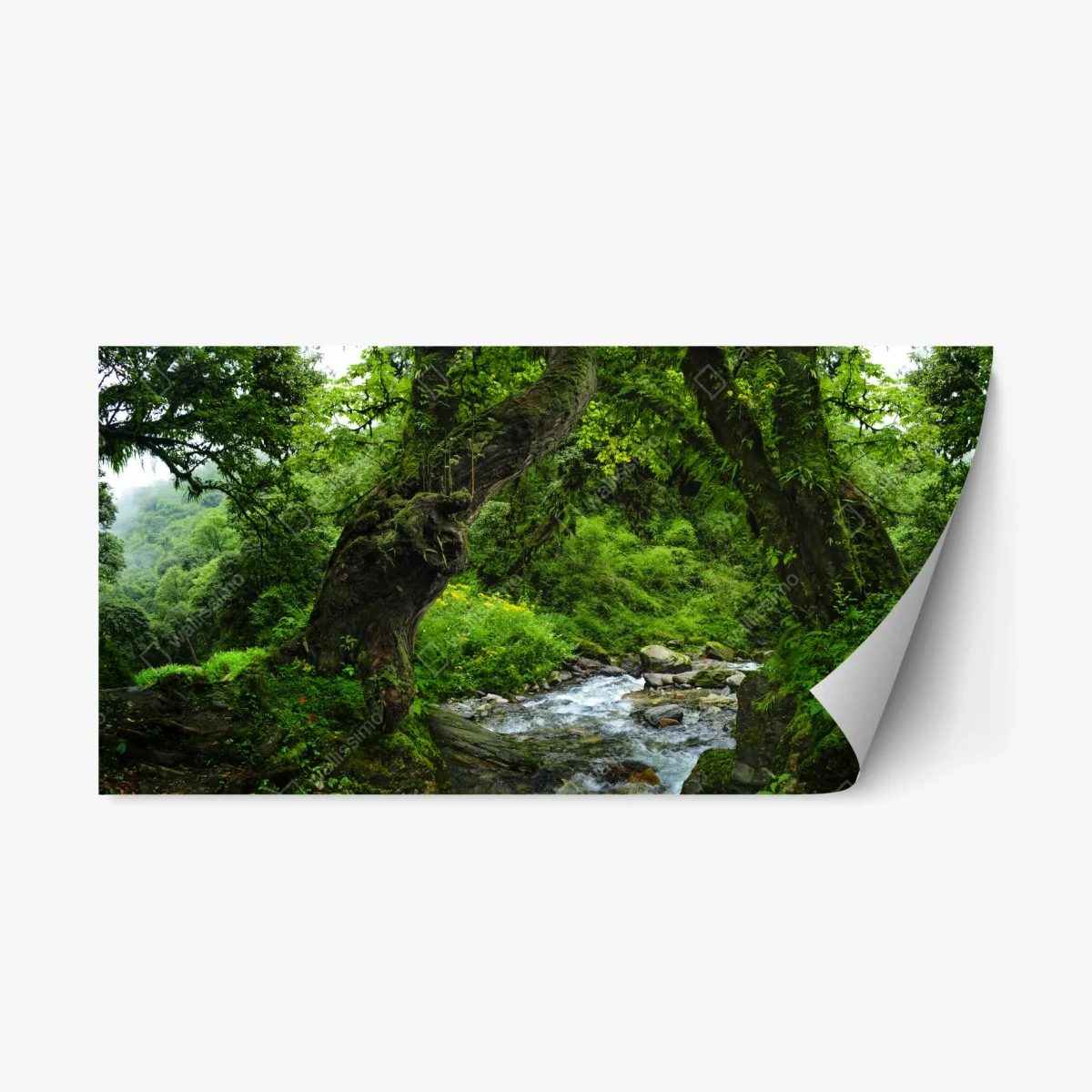Pegatina reposicionable arco natural en bosque verde junto al río – Pixers® Pegatina reposicionable arco natural en bosque verde junto al río – Pixers®