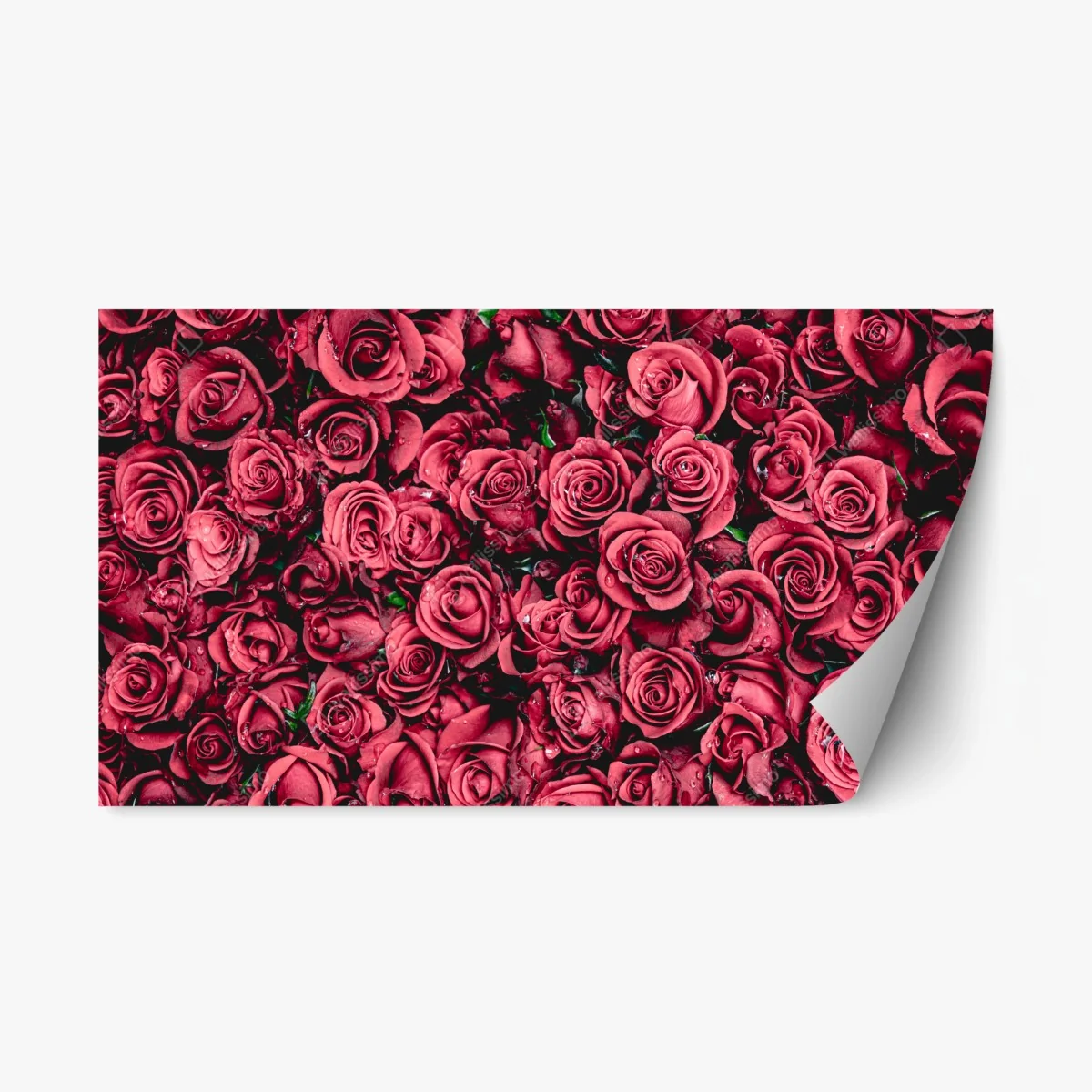Pegatina reposicionable diseño de rosas rojas en detalle – Pixers® Pegatina reposicionable diseño de rosas rojas en detalle – Pixers®