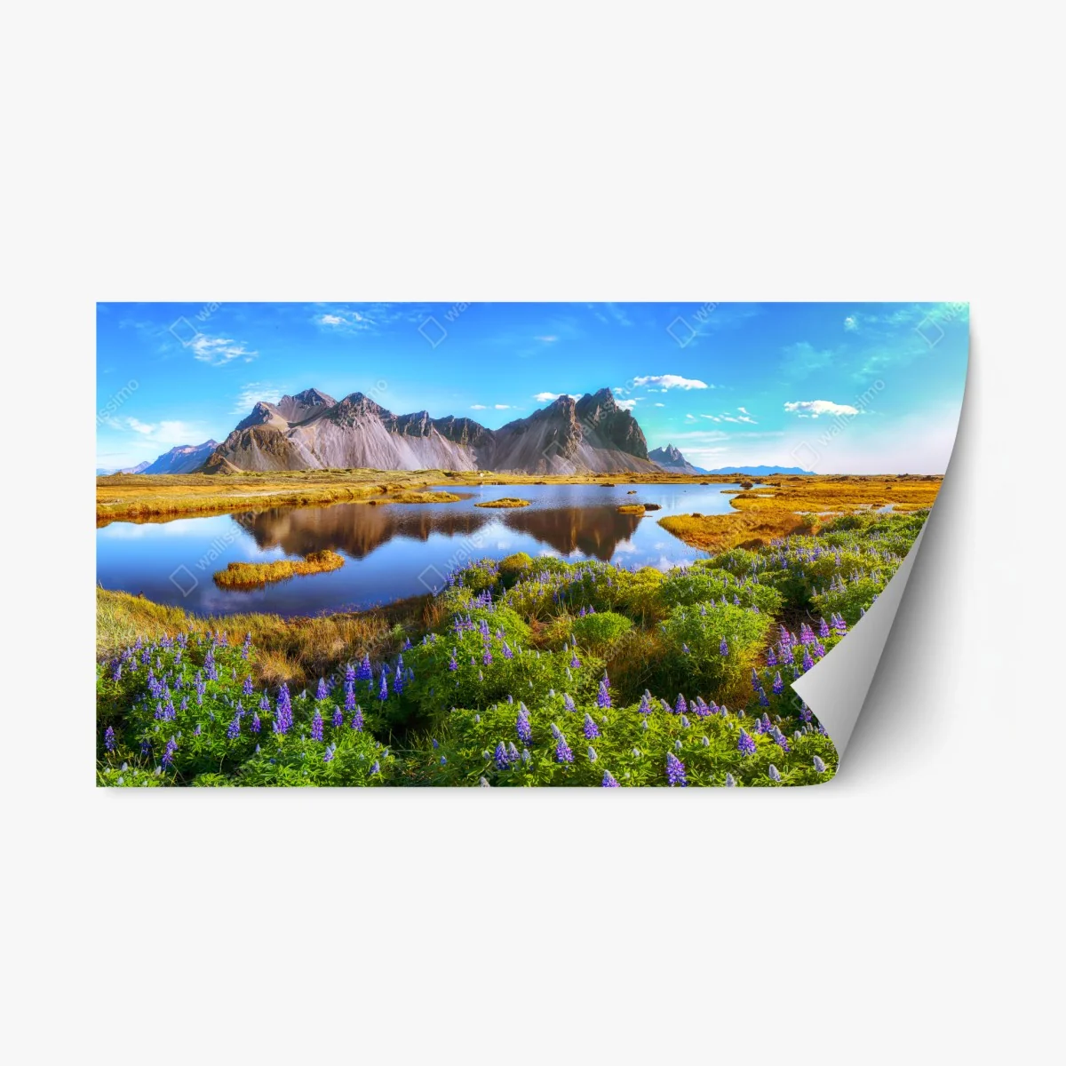 Pegatina reposicionable lupinos junto a Vestrahorn en Stokksnes – Pixers® Pegatina reposicionable lupinos junto a Vestrahorn en Stokksnes – Pixers®