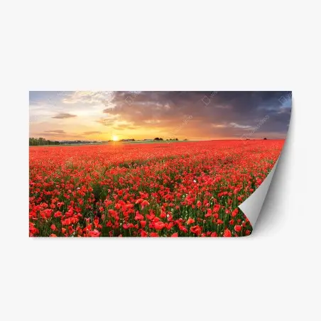 Pegatina reposicionable atardecer sobre campo de amapolas – Pixers®