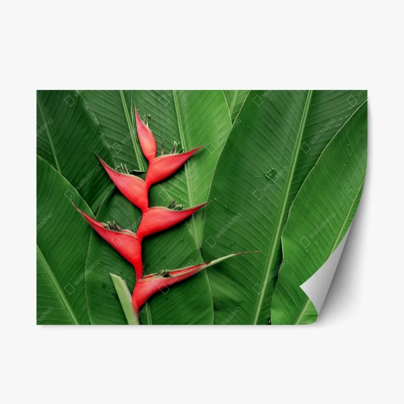 Pegatina reposicionable heliconia roja sobre hojas tropicales