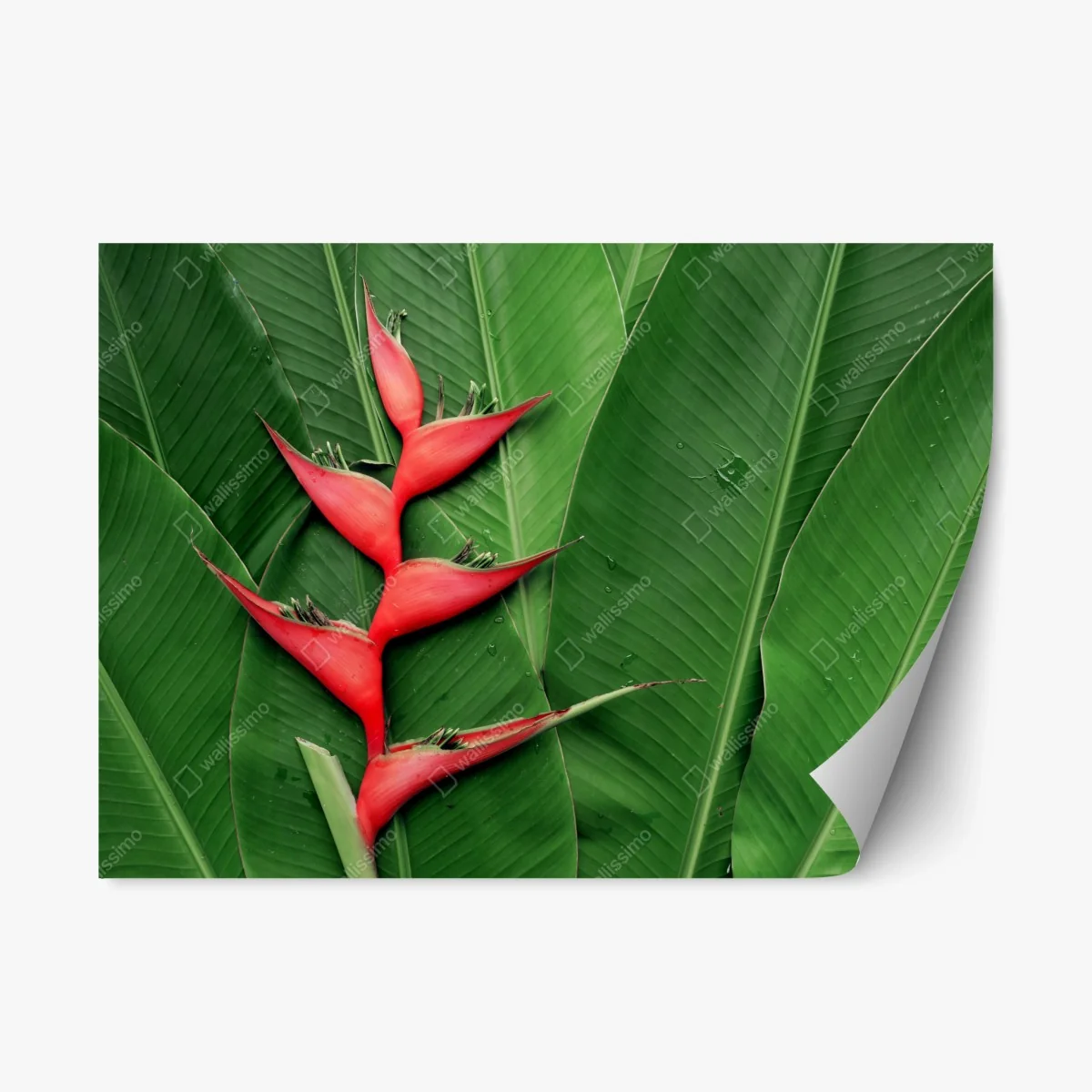 Pegatina reposicionable heliconia roja sobre hojas tropicales – Pixers® Pegatina reposicionable heliconia roja sobre hojas tropicales – Pixers®