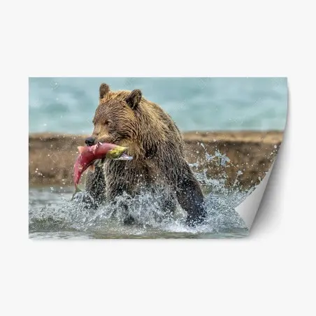 Pegatina reposicionable oso pardo capturando salmón en plena acción – Pixers®