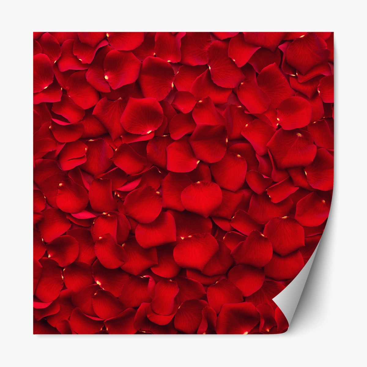 Pegatina reposicionable arte decorativo de pétalos de rosa rojos – Pixers®