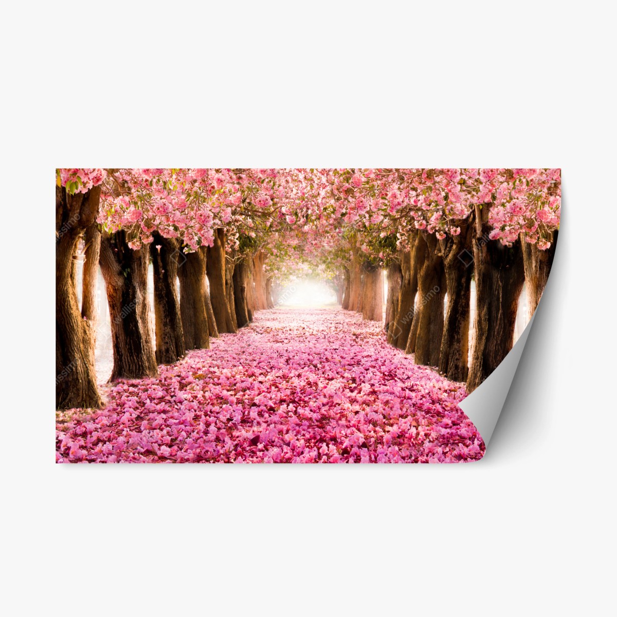 Pegatina reposicionable túnel de cerezos en flor – Pixers®