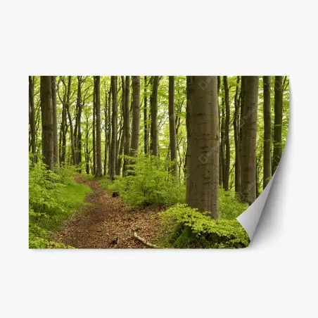 Pegatina reposicionable sendero en el bosque de hayas – Pixers®