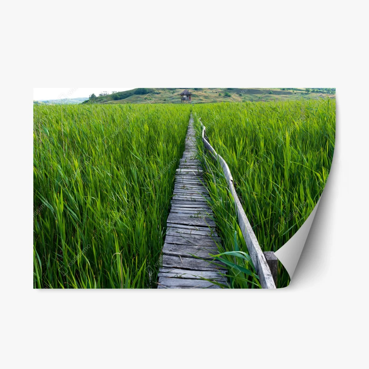 Pegatina reposicionable sendero de madera entre juncos hacia la cabaña – Pixers® Pegatina reposicionable sendero de madera entre juncos hacia la cabaña – Pixers®