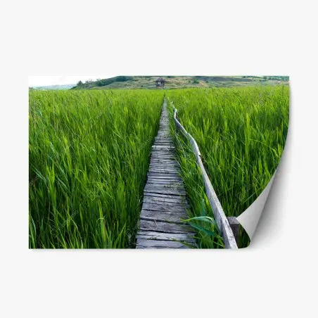 Pegatina reposicionable sendero de madera entre juncos hacia la cabaña – Pixers®
