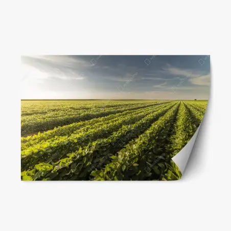 Pegatina reposicionable campo de soja al atardecer – Pixers®