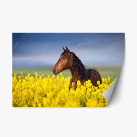 Pegatina reposicionable caballo castaño en campo de colza – Pixers®