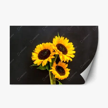 Pegatina reposicionable girasoles sobre fondo negro – Pixers®