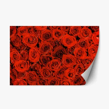 Pegatina reposicionable rosas rojas en abundancia – Pixers®