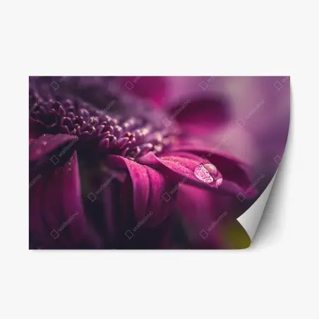 Pegatina reposicionable pétalo púrpura con gota de rocío – Pixers®
