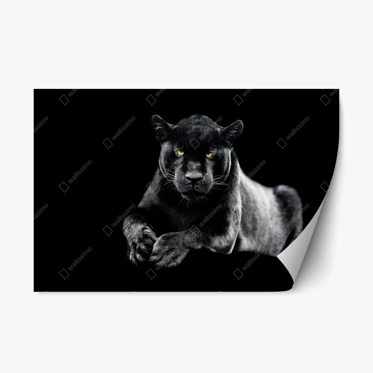 Pegatina reposicionable mirada intensa de la pantera negra – Pixers® Pegatina reposicionable mirada intensa de la pantera negra – Pixers®