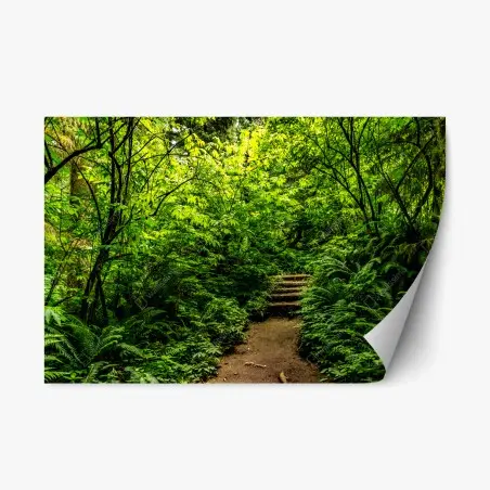 Pegatina reposicionable sendero entre helechos en bosque verde – Pixers®