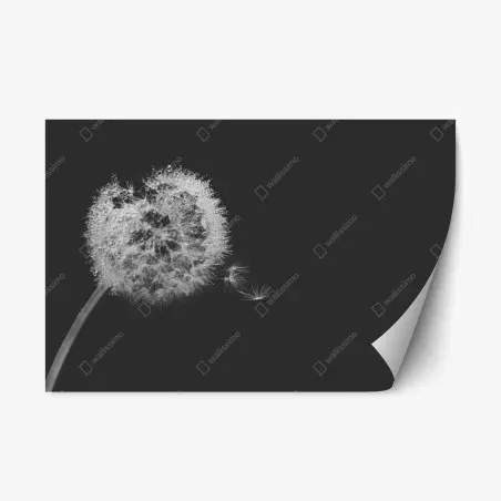 Pegatina reposicionable susurro de diente de león en blanco y negro – Pixers®