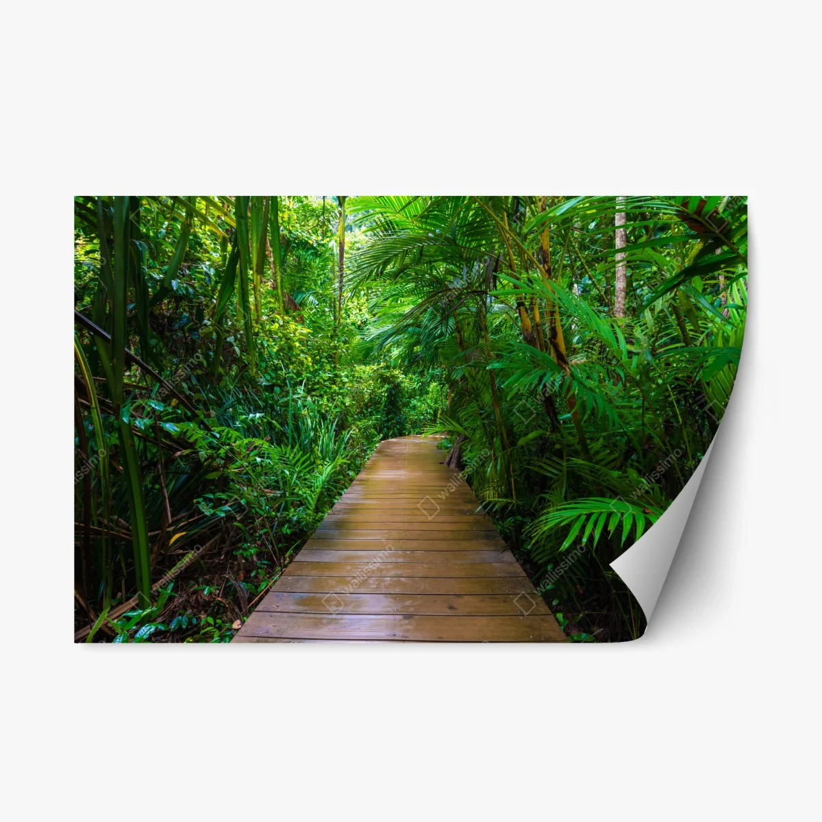 Pegatina reposicionable pasarela en manglar: paseo entre verdes – Pixers® Pegatina reposicionable pasarela en manglar: paseo entre verdes – Pixers®