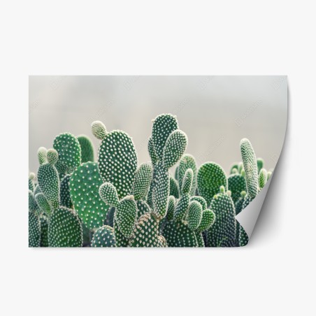 Pegatina reposicionable cactus opuntia en primer plano para decoración – Pixers®