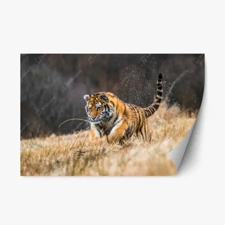 Pegatina reposicionable tigre siberiano en la pradera: fuerza en movimiento – Pixers®