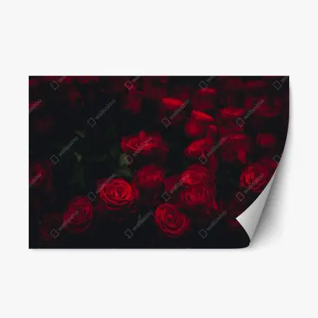 Pegatina reposicionable ramillete de rosas rojas en penumbra – Pixers®