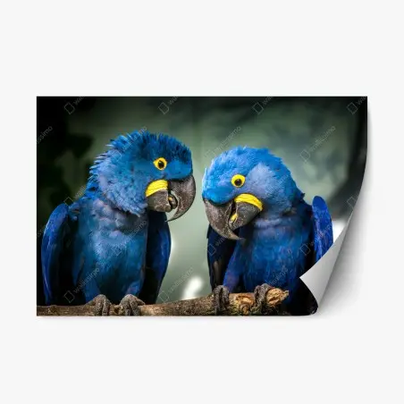 Pegatina reposicionable pareja de guacamayos jacintos en rama – Pixers®
