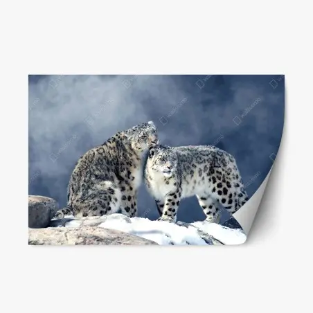 Pegatina reposicionable pareja de leopardos de las nieves en paisaje invernal – Pixers®