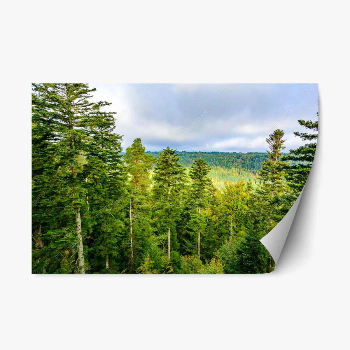 Pegatina reposicionable vistas otoñales del Bosque Negro – Pixers® Pegatina reposicionable vistas otoñales del Bosque Negro – Pixers®